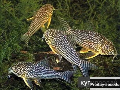 СОМ -Коридорас Штербы (Corydoras Sterbai)