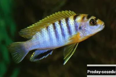 Лабидохромис Хонги ( Labidochromis spec 'Hongi'