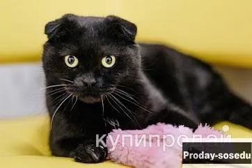 Кошечка Луна в добрые руки