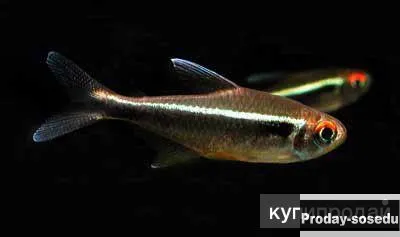 Черный неон (Hyphessobrycon herbertaxelrodi)