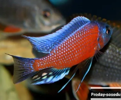 Копадихромис -Каданго (Copadichromis borleyi sp. Kadango.)