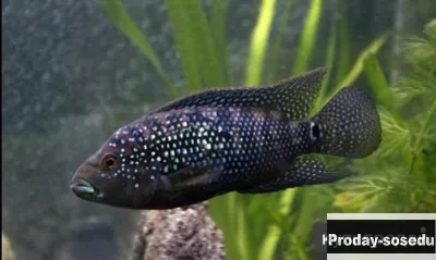 Восьмиполосая цихлазома пчёлка (Cichlasoma octofasciatus)