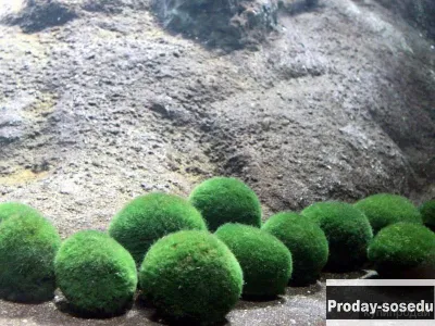 МОХ - Кладофора шаровидная (Cladophora aegagropila)
