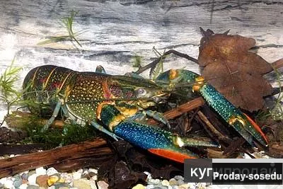Австралийский Красноклешневый рак (Cherax Quadricarinatus)