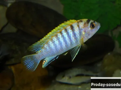 Лабидохромис Хонги ( Labidochromis spec 'Hongi