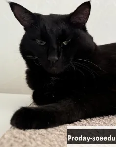 Кот ищет дом