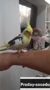 Птенец кореллы