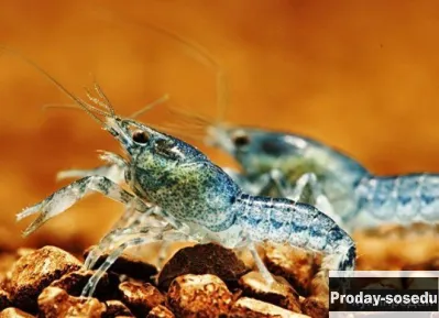 Карликовый рак Камбареллус диминутус (Cambarellus diminutus)