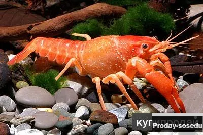 РАК ФЛОРИДСКИЙ КРАСНЫЙ