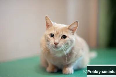 Рыжая красавица кошка Лиза в добрые руки.