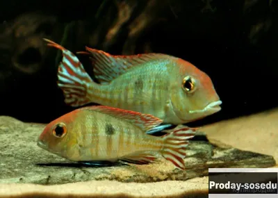 Красноголовый геофагус  -  Tapajos Red head