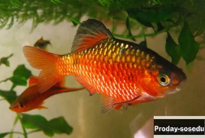 Барбус огненный (Puntius conchonius)