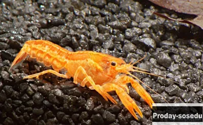 Оранжевый карликовый мексиканский рак (Cambarellus patzcuarensis sp. orange)