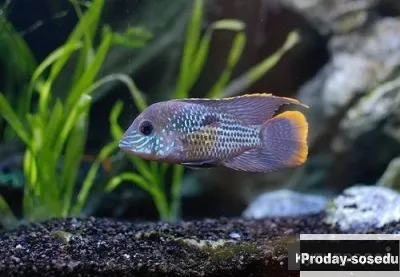 АКАРА БИРЮЗОВАЯ (Andinoacara rivulatus)