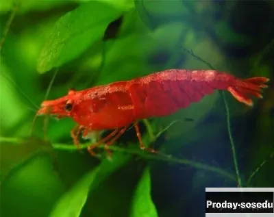 КРЕВЕТКА ВИШНЯ (Neocaridina davidi var. red)