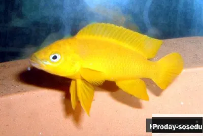 Неолампрологус  лелеупи (Neolamprologus leleupi)