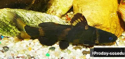 сом касатка - Pseudomystus siamensis
