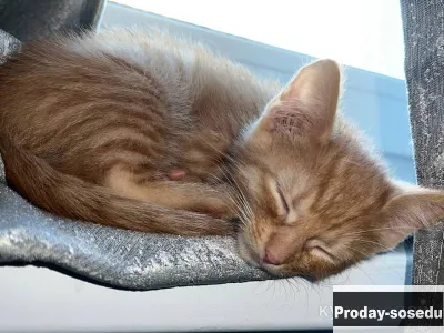 Котенок в добрые руки