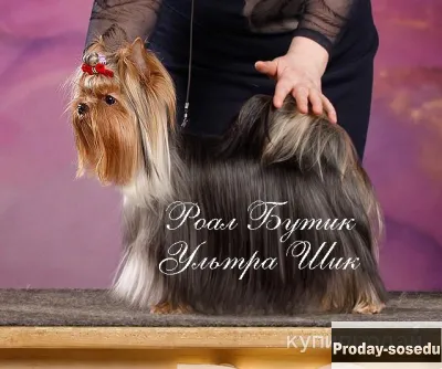 Титулованный кобель Йоркширского терьера для вязки.