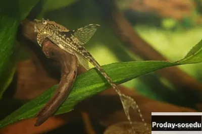 СОМ Стурисома панамская (Sturisoma panamense)