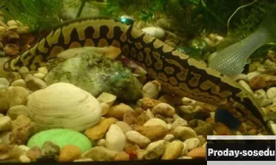 Мастацембел арматус (Mastacembelus armatus)