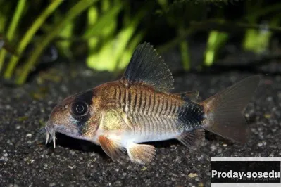 СОМИК Коридорас панда -(Corydoras panda)