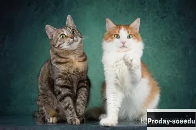 Котята Пунш и Луиза в добрые руки
