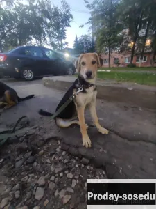 Щенок в добрые руки