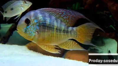 Геофагус Бальзани Gymnogeophagus balzanii