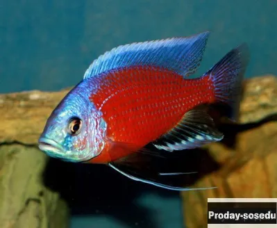 Копадихромис -Каданго (Copadichromis borleyi sp. Kadango.)