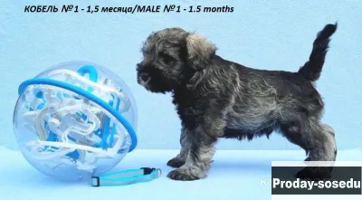 Цвергшнауцер перец с солью