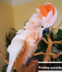 Молуккский какаду (Cacatua moluccensis) - ручные птенцы из питомника.