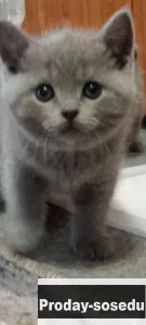 Британские котята