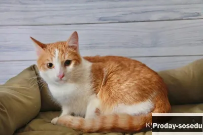 Кот Мэтти в поисках дома!