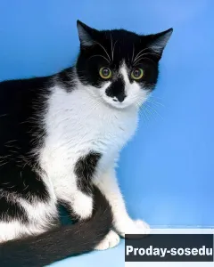 Котенок Коржик ищет любящих котородителей!