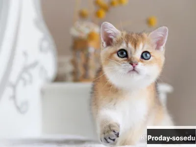 Ласковый британский котенок