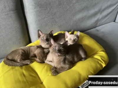 Бурманские котята
