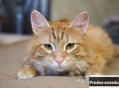 Рыжий пушистый котик Рыжик в дар