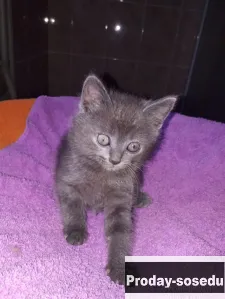 Котенок-девочка в добрые руки