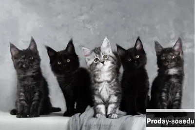 Мейн-кун котята на хорошем серебре