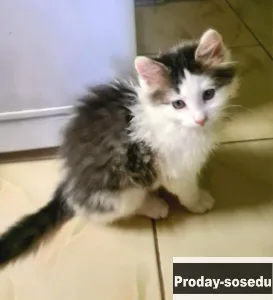 Ищет дом чудесный малыш.