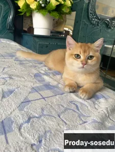 Золотые шиншиллы