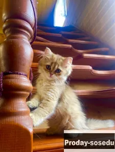 Котик золотая шиншилла