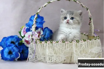 Шотландские пушистые котята
