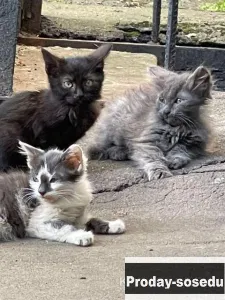 Красивые котята в добрые руки