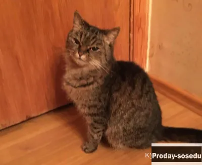 Отдам кошку в добрые руки. Добрая кошечка Ксюша.