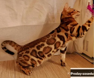 2 взрослые бенгальские кошки из питомника