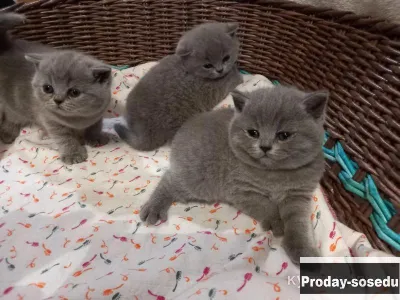 Британские котята, есть документы и подарки