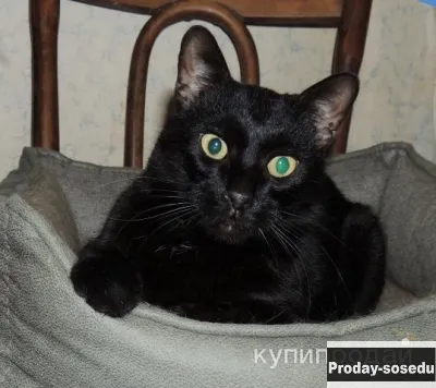 Брутальный черный кот Степан в добрые руки