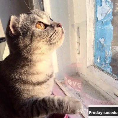 Смешные котики каждый день!